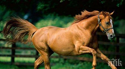 хлапак пребил каруцар задигнал коня