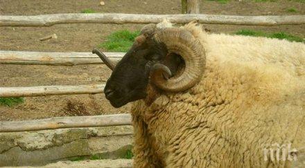 излизате жена овен