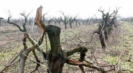 прасковена градина добрич осъмна поломена снимки