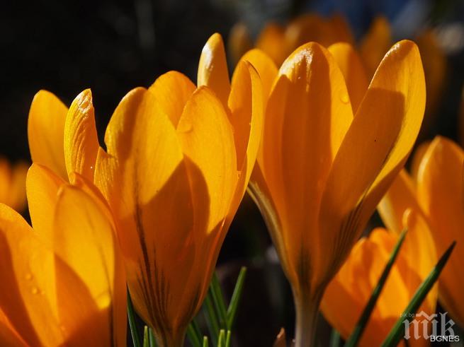 Морската градина във Варна разцъфна