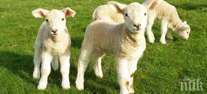 Спипаха крадец на агне в Сливенско