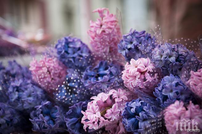 НАП започва проверки на търговците на едро с цветя