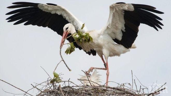 Първият щъркел пристигна в Самуилово