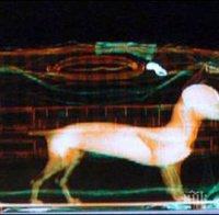 Потрес! Откриха опаковано куче в куфар на летище