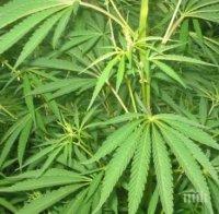 Специализирана полицейска операция откри 60 гр. марихуана в с. Лом Черковна