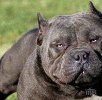 Най-големият питбул живее в Ню Хемпшир
