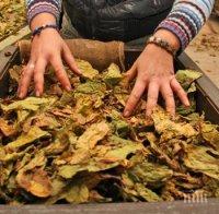 Още три търговки на насипен тютюн отнесоха актове в Плевен