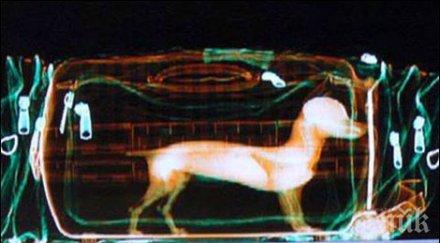 потрес откриха опаковано куче куфар летище