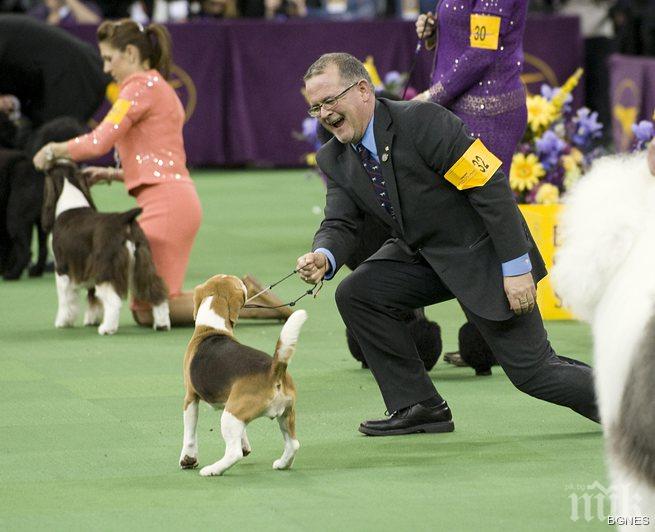 Домашни любимци излапаха $ 58 млрд. в САЩ  през м.г.