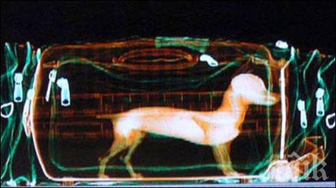 Потрес! Откриха опаковано куче в куфар на летище