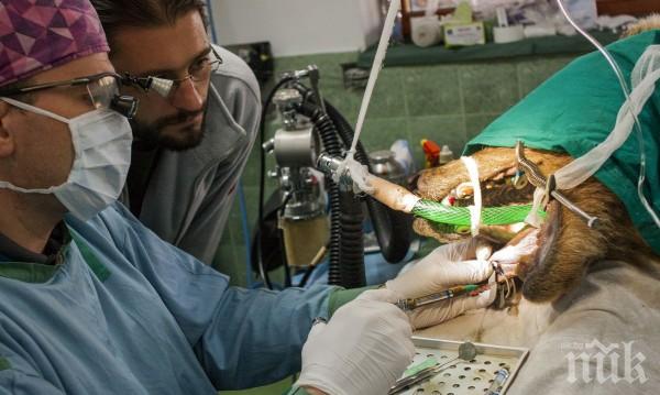 Скандален зъболекар пак преглежда без лиценз