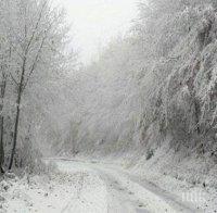 Паднали дървета затвориха пътя между Белово и Юндола