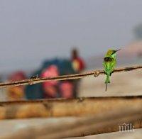 На острова на Афродита избиват милиони пойни птици