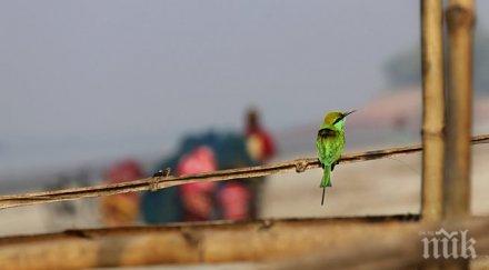 острова афродита избиват милиони пойни птици