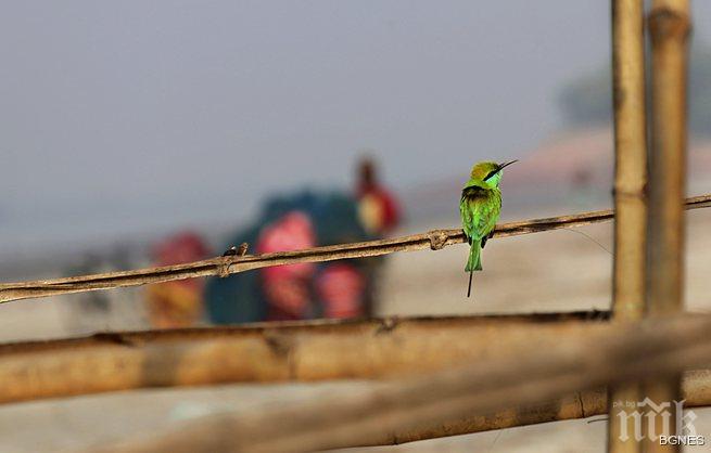 На острова на Афродита избиват милиони пойни птици