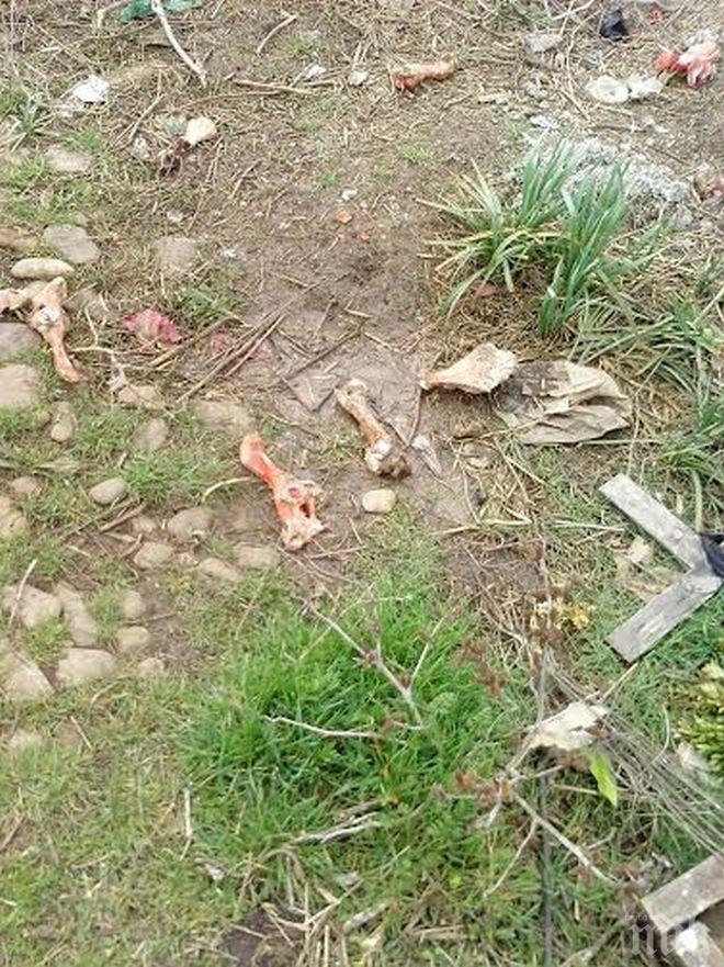 Потресаващо: Разпилени кости в Гробищния парк шокират бургазлии (снимки +18)
