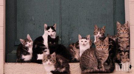 япония острови котките повече хората снимка