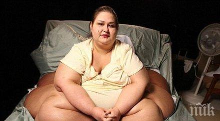 жената слон вече кошута