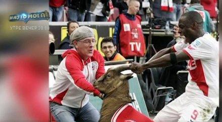 футболист поднесе извинение козел видео