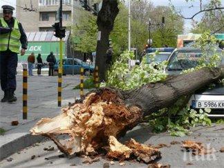 112 подаваме сигнали незаконна сеч