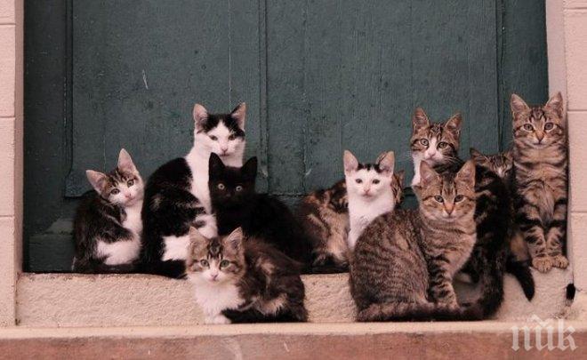 Япония има 10 острови, на които котките са повече от хората (снимка)