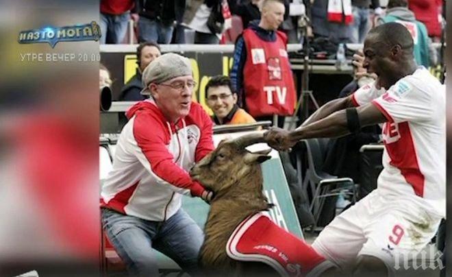 Футболист поднесе извинение на козел (видео)