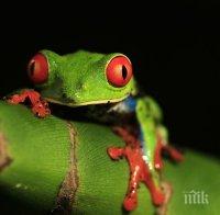 Бургери с жабешки бутчета се появиха в Япония