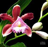 Традиционна изложба на орхидеи в Ботаническата градина