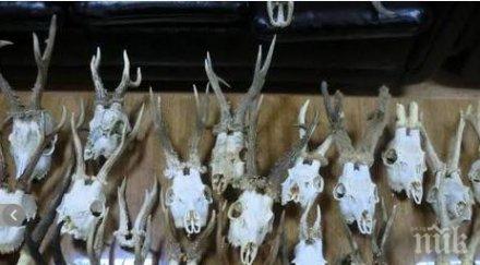 боен арсенал трофея диви животни откриха дома бракониер царево снимки