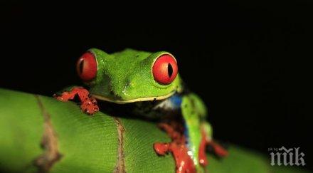 бургери жабешки бутчета появиха япония