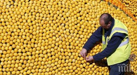 аромат лимон розмарин помага повече концентрация