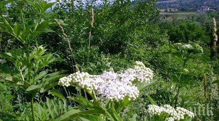 садят декара бъз брезнишко