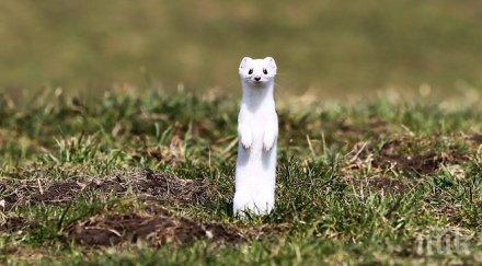 невестулка полетя крилете кълвач видео