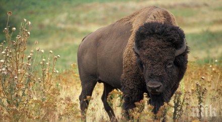 открива прием компенсиране селскостопански животни