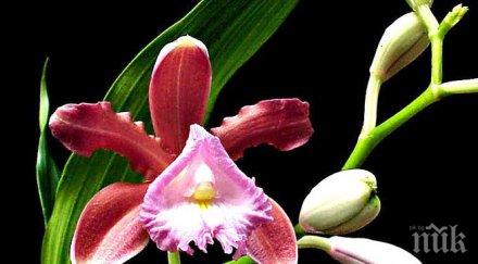 традиционна изложба орхидеи ботаническата градина