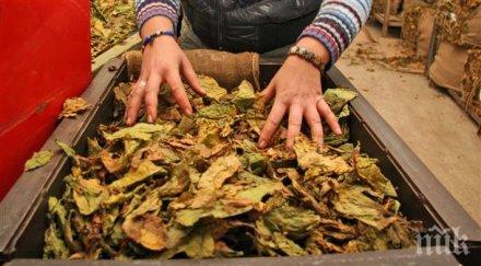 решиха парите тютюнопроизводителите