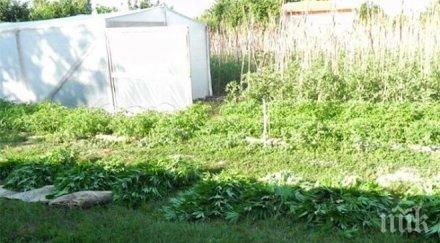 спипаха ученици дилъри сандански