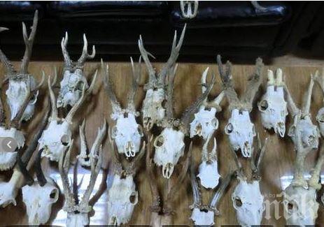 Боен арсенал и над 30 трофея от диви животни откриха в дома на бракониер в Царево (снимки)