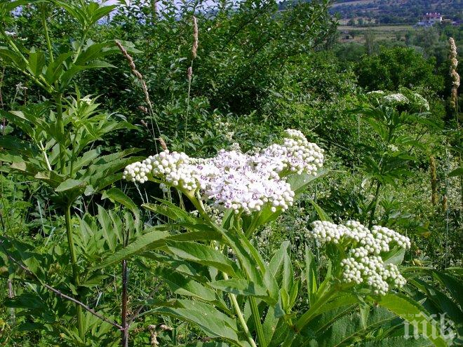 Садят 76 декара бъз в Брезнишко