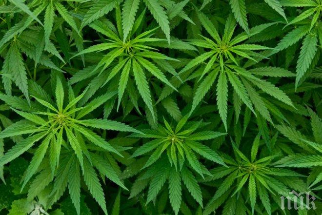 Иззеха 20 стръка канабис от къща в село Троица