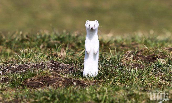 Невестулка полетя върху крилете на кълвач (видео)