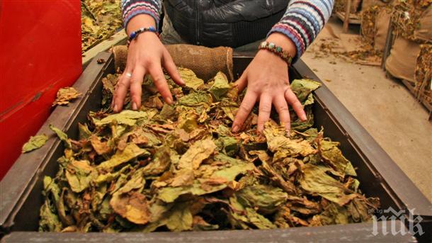 Близо 564 000 лева получиха тютюнопроизводители по помощта de minimis