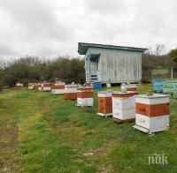 Пчелари се вдигнаха на протест, искат увеличение на субсидиите