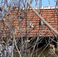 Знамение! Бяло врабче се появи във Видинско (снимки) 