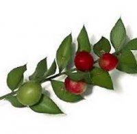 Хайка по цветарските магазини в Перник заради защитено растение