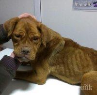 Изхвърлено куче в Радомир отвори сърцата на хората