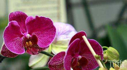 аристократите сред цветята изложба аромат романтика