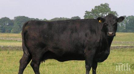 животни масово измират ямболско ясно