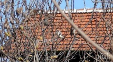 знамение бяло врабче появи видинско снимки