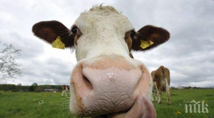 греда германски радар обърка швейцарска крава вражески самолет